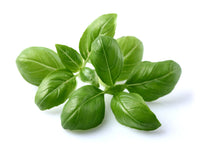 Basil 30-pack / Basil 30-pack