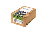 Black Pansy Plant Pods 30-pack