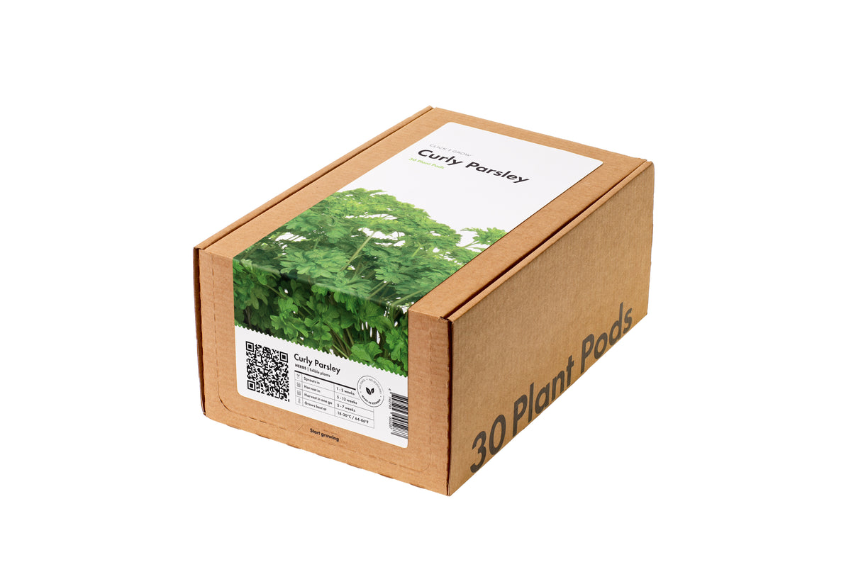 Curly Parsley 30-pack / Curly Parsley 30-pack