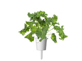 Green Kale Plant Pods 30-pack