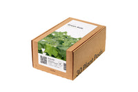 Green Kale 30-pack / Green Kale 30-pack