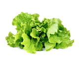 Green Lettuce Plant Pods 30-pack