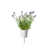 Lavender Plant Pods 9-pack