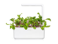 Leaf Radish Plant Pods 9-pack / Leaf Radish Plant Pods 9-pack