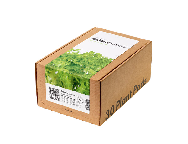 Oakleaf Lettuce 30-pack