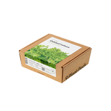 Oakleaf Lettuce Plant Pods 9-pack