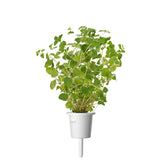Oregano Plant Pods 9-pack
