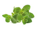 Oregano Plant Pods 9-pack