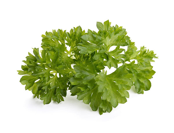 Curly Parsley Plant Pods 9-pack