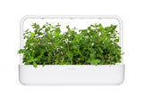 Peppermint Plant Pods 9-pack