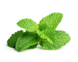 Peppermint Plant Pods 9-pack