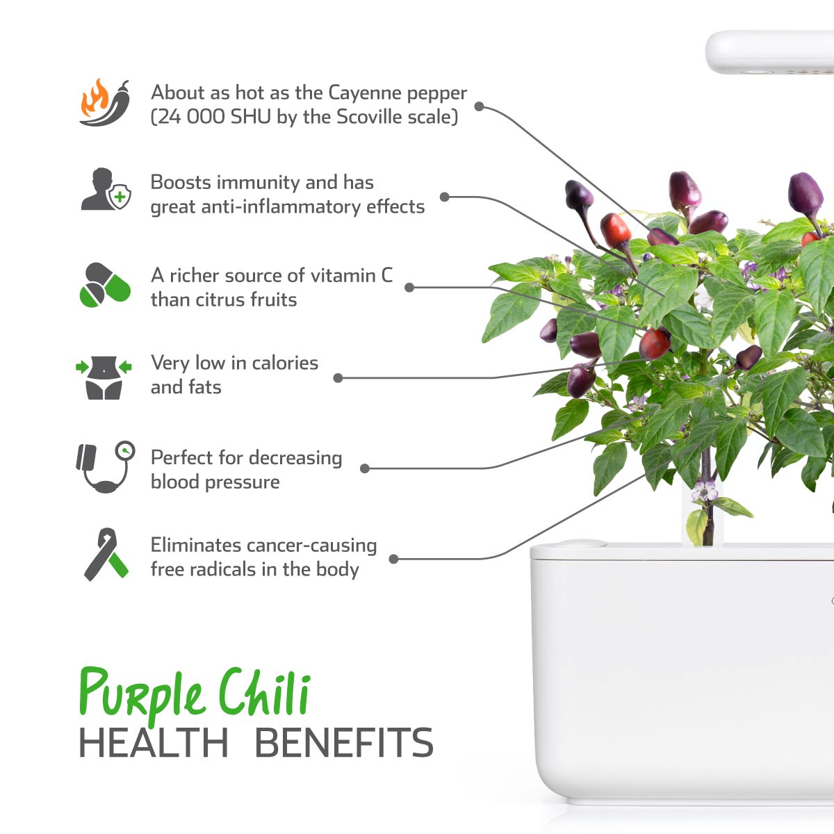 Purple Chili Pepper Plant Pods 9-pack / Purple Chili Pepper Plant Pods 9-pack