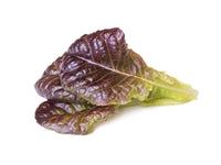 Red Lettuce 30-pack / Red Lettuce 30-pack