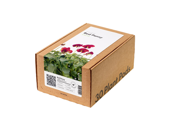Red Pansy 30-pack