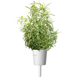 Rosemary Plant Pods 9-pack