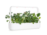 Italian Kale Plant Pods 9-pack
