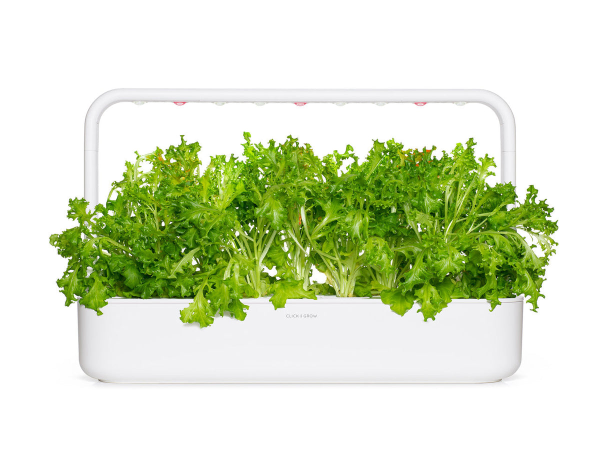 Oakleaf Lettuce Plant Pods 9-pack / Oakleaf Lettuce Plant Pods 9-pack