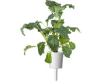 Italian Kale Plant Pods 9-pack