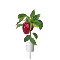 Red Sweet Pepper Plant Pods 9-pack / Red Sweet Pepper Plant Pods 9-pack