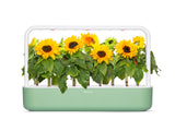 Mini Sunflower Plant Pods 3-pack