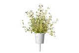 Thyme Plant Pods 30-pack