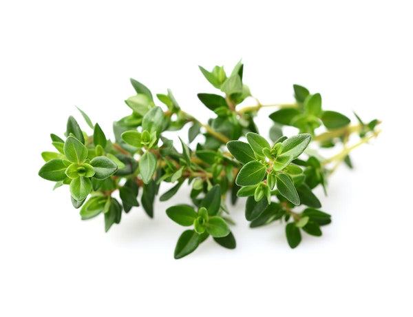 Thyme Plant Pods 9-pack