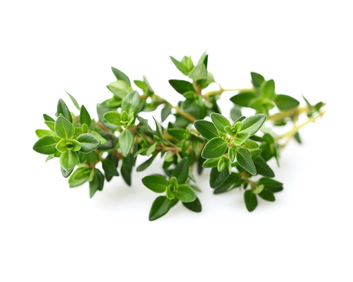 Thyme 30-pack / Thyme 30-pack