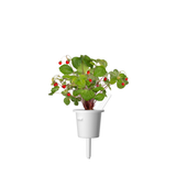 Wild Strawberry Plant Pods 9-pack