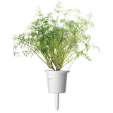 Dill Plant Pods 30-pack