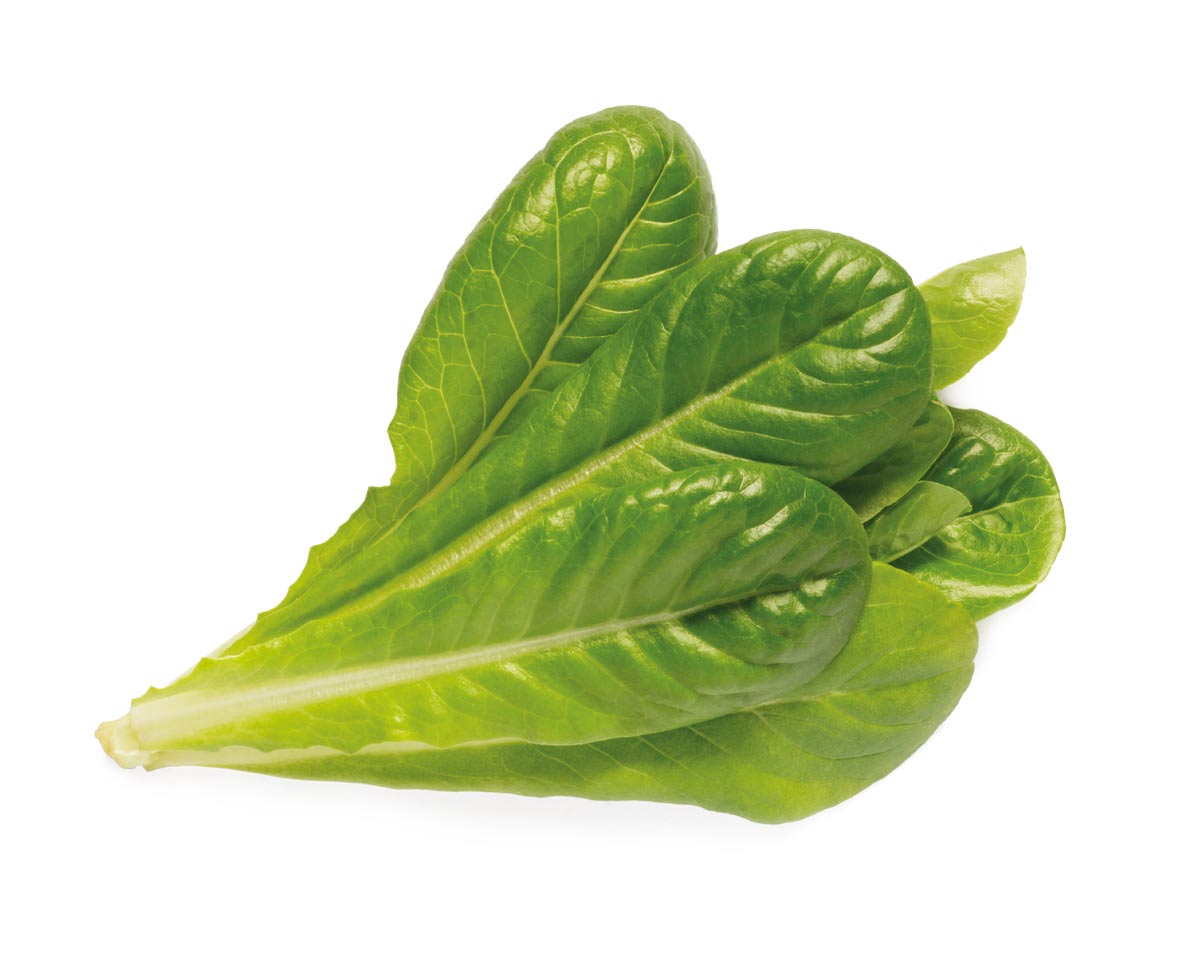 Romaine Lettuce 30-pack / Romaine lettuce -grow lettuce at home - Click & Grow - indoor herb garden kit