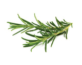 Rosemary Plant Pods 9-pack