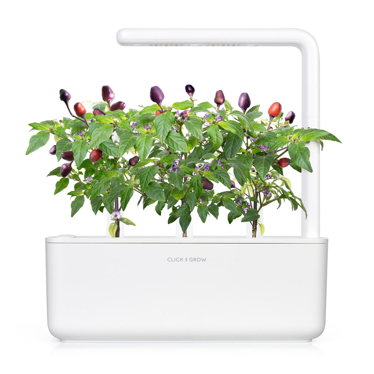 Purple Chili Pepper Plant Pods 9-pack / Purple Chili Pepper Plant Pods 9-pack