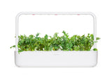 Arugula Plant Pods 9-pack