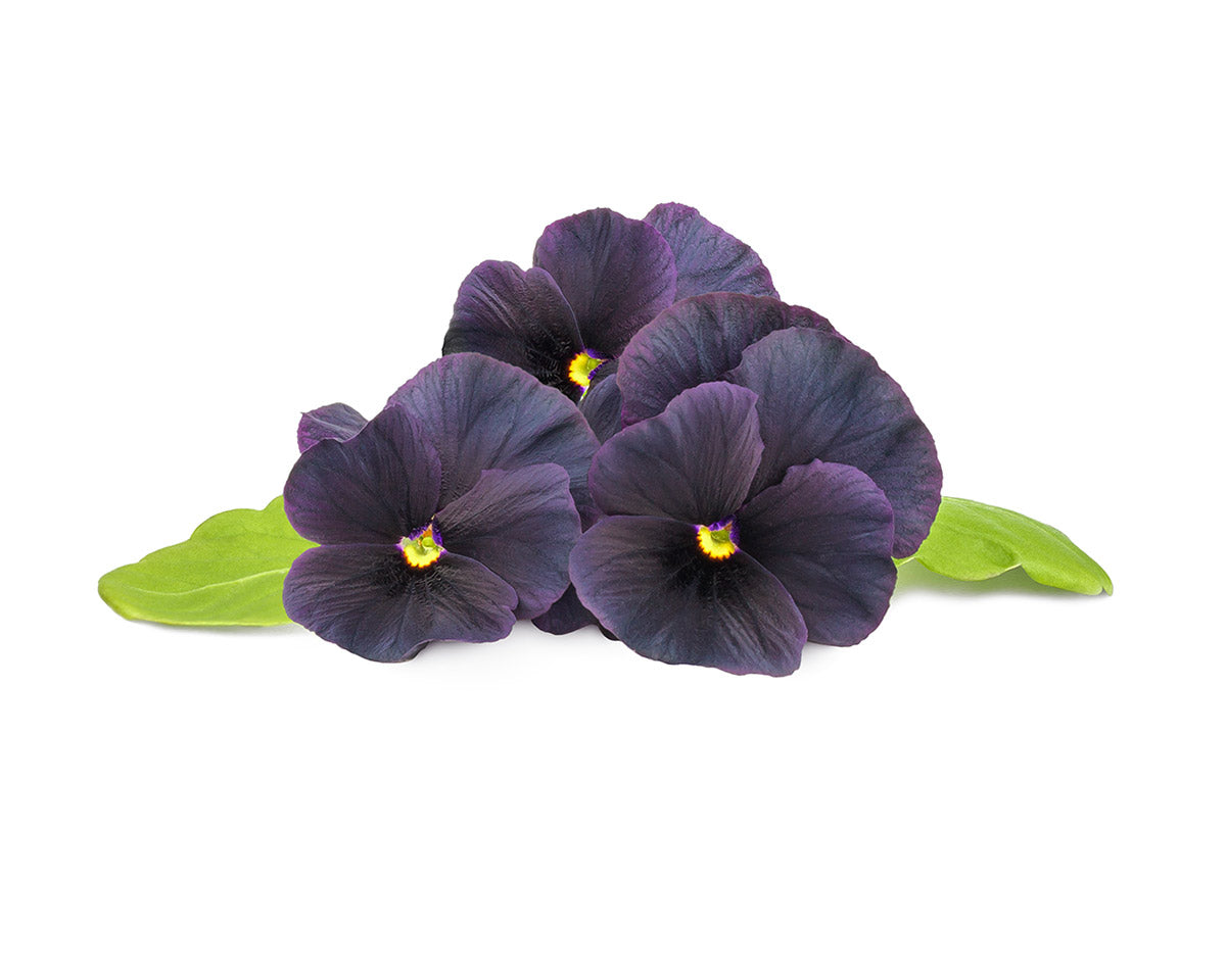 Black Pansy Plant Pods / Click & Grow Indoor Herb Garden Black Pansy