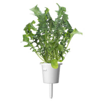 Arugula Plant Pods / Arugula Plant Pods