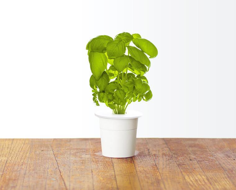 Basil Refill / Basil Refill
