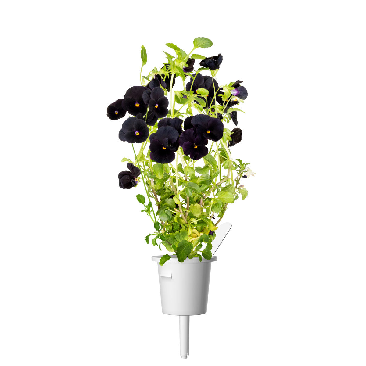 Black Pansy Plant Pods / Click & Grow Indoor Herb Garden Black Pansy