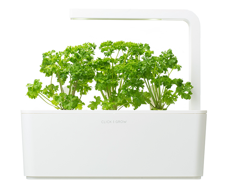 Curly Parsley Refill / Curly Parsley Refill