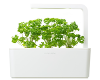 Curly Parsley Refill / Curly Parsley Refill