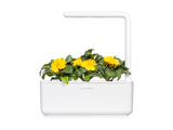 Calendula Plant Pods 3-pack