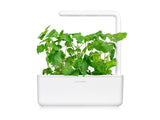Catnip Plant Pods 3-pack