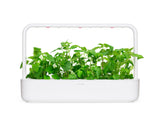 Catnip Plant Pods 3-pack