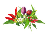 Chili Pepper Mix 9-pack