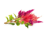 Cockscomb Plant Pods 3-pack