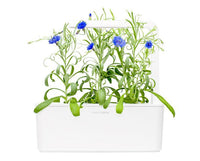 Cornflower Refill / Cornflower Refill
