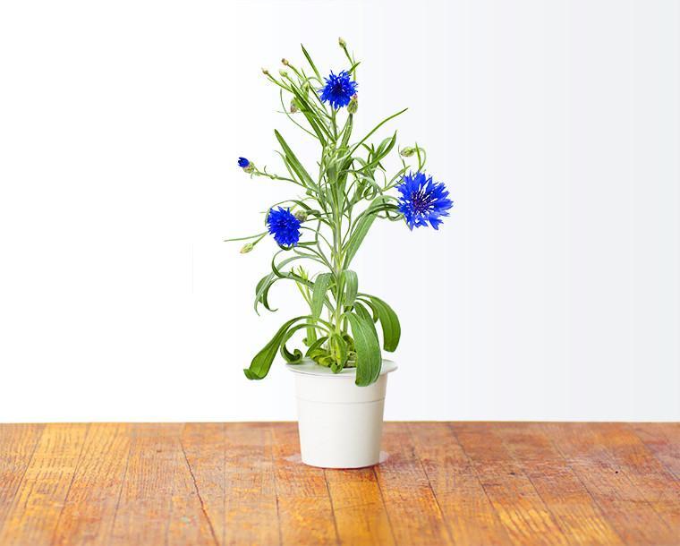Cornflower Refill / Cornflower Refill