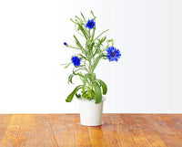 Cornflower Refill / Cornflower Refill