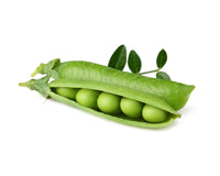 Dwarf Pea Plant Pods / Dwarf Pea Plant Pods
