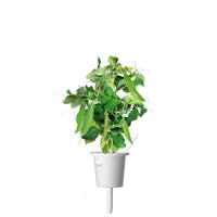 Dwarf Pea Plant Pods / Dwarf Pea Plant Pods