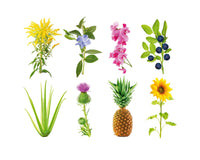 Grow Anything Plant Pods / Grow Anything Plant Pods